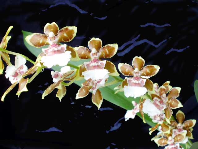 Oncidium  4.jpg