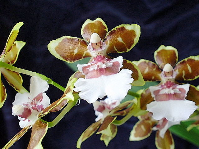 Oncidium  5.JPG