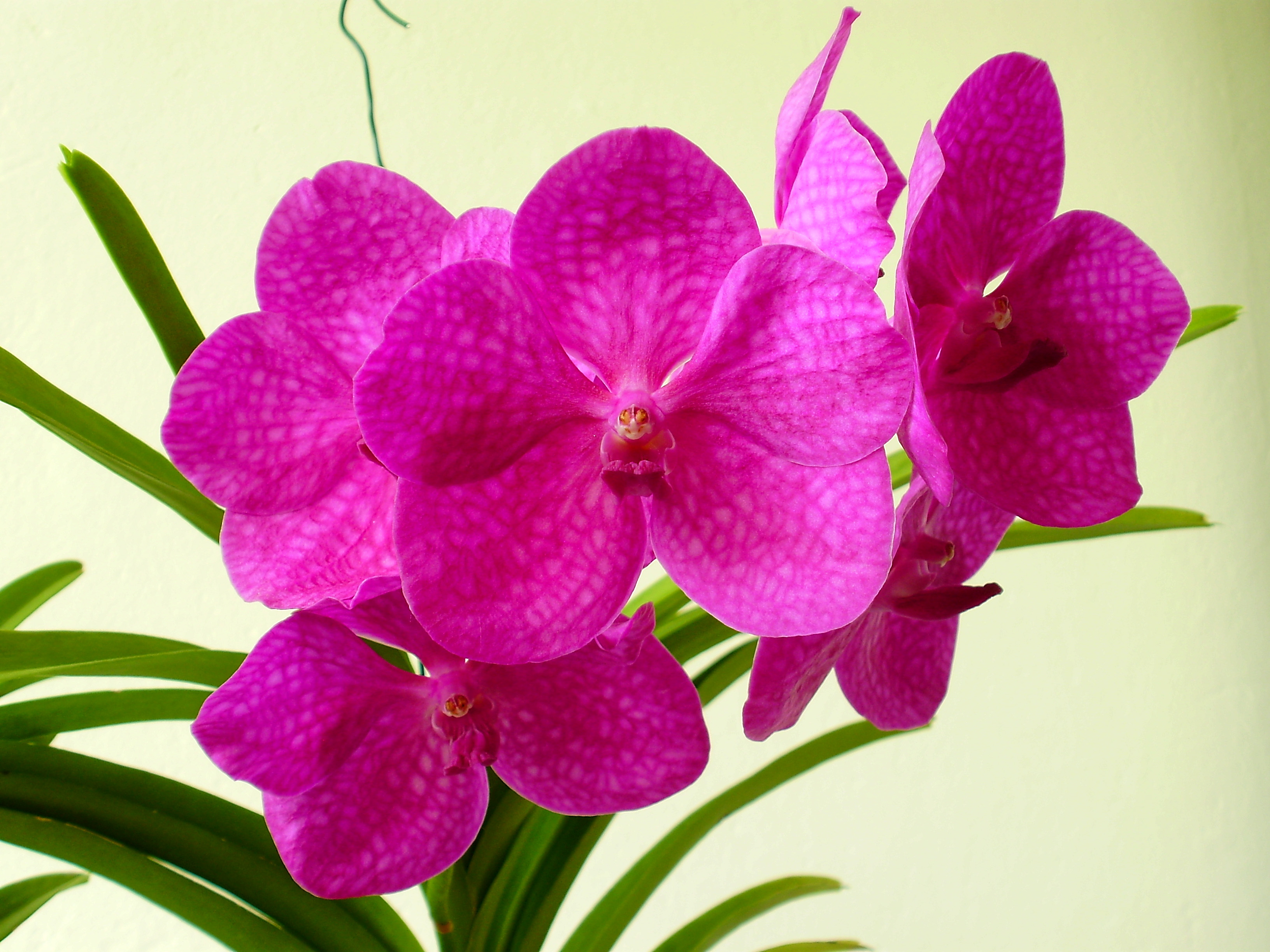 Vanda 2009 2.jpg