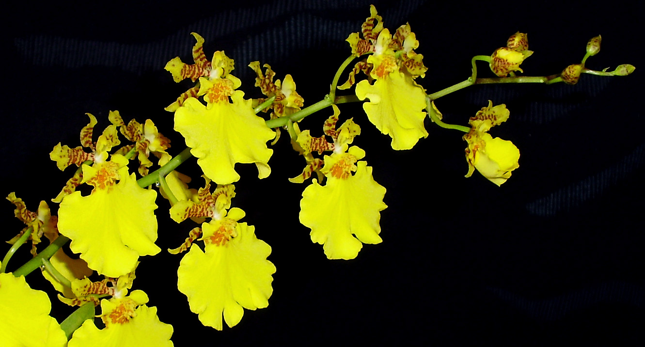 Oncidium X.jpg