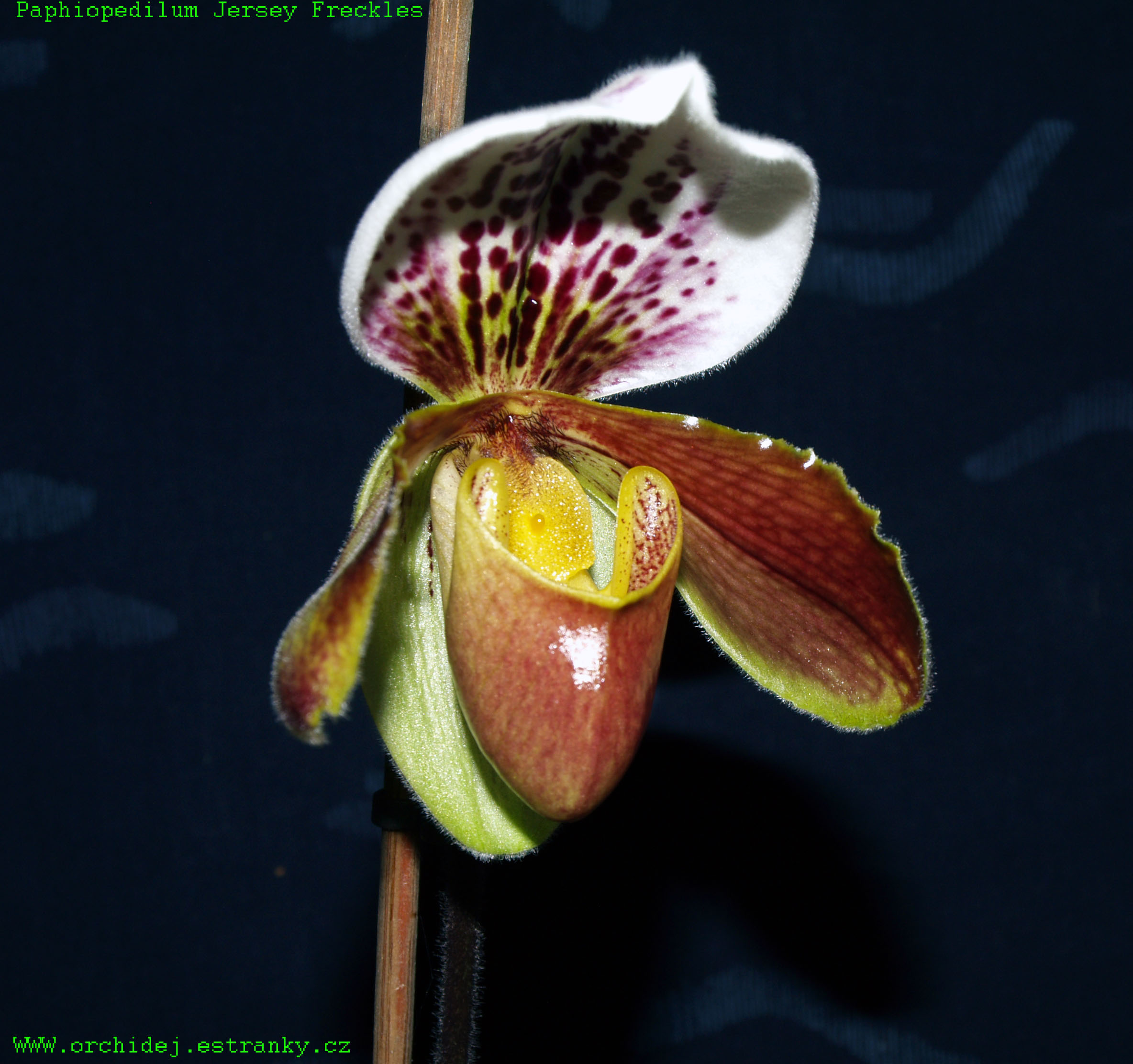 Paphiopedilum Jersey Freckles