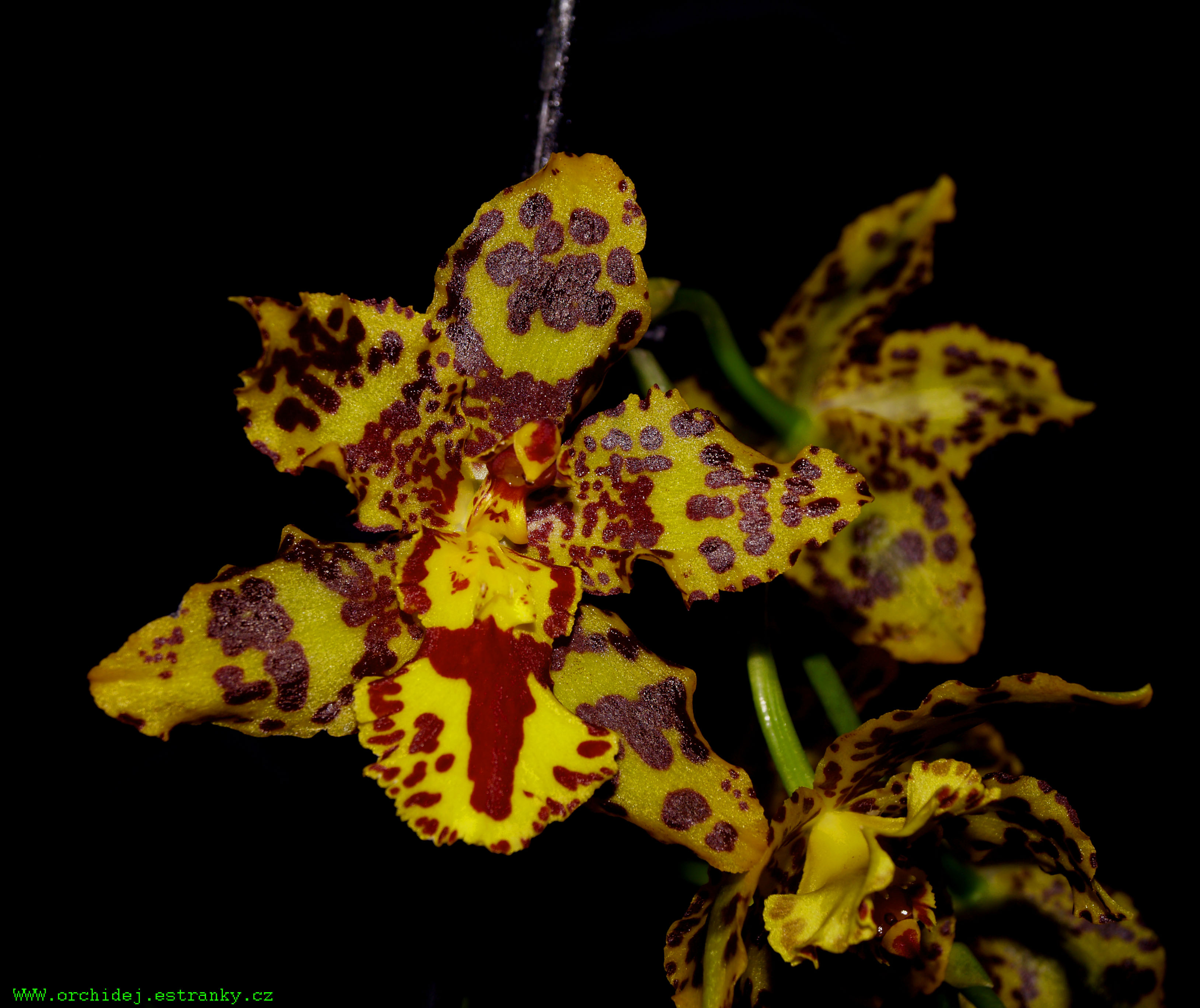 Odontocidium hansueli isler
