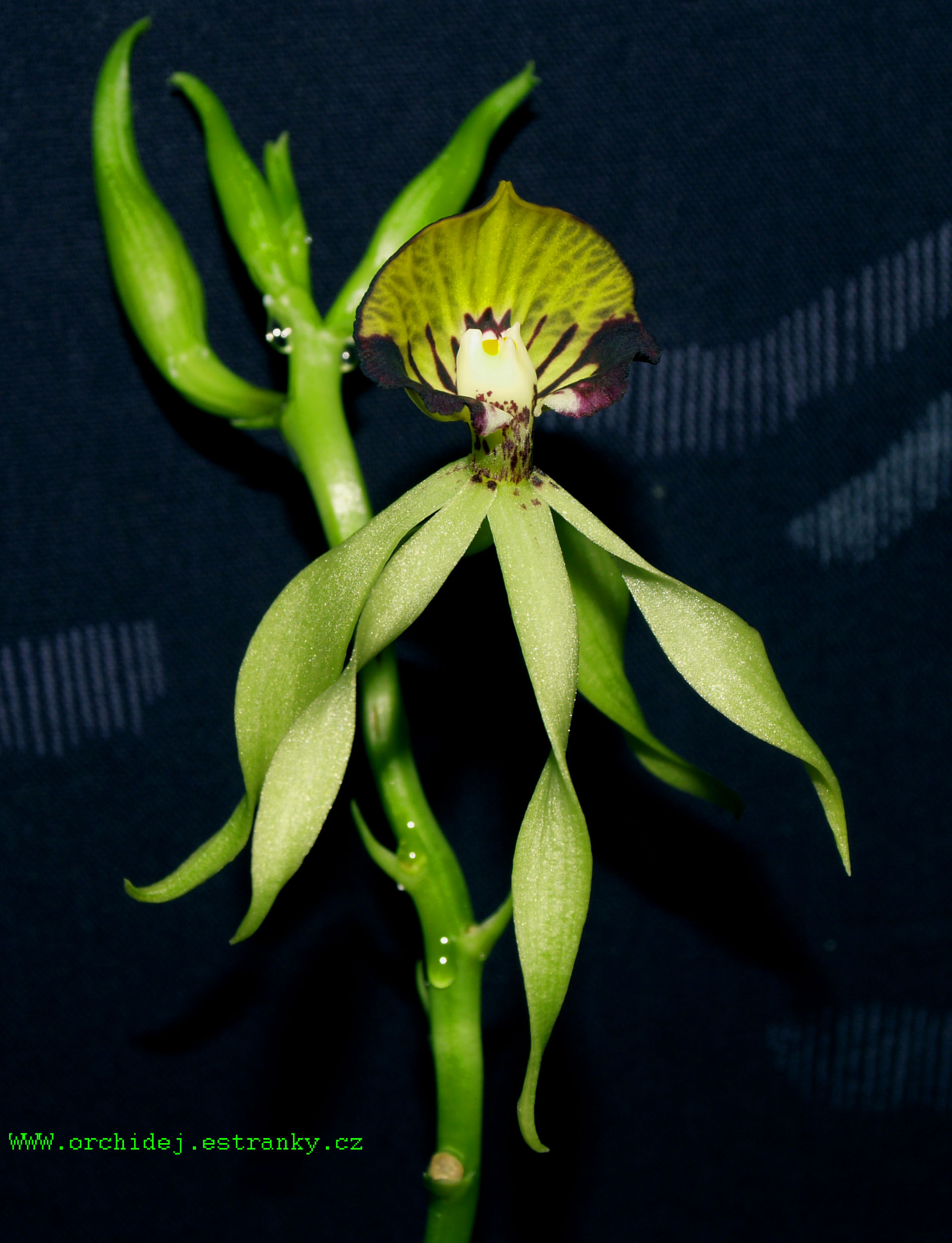 Encyclia.jpg