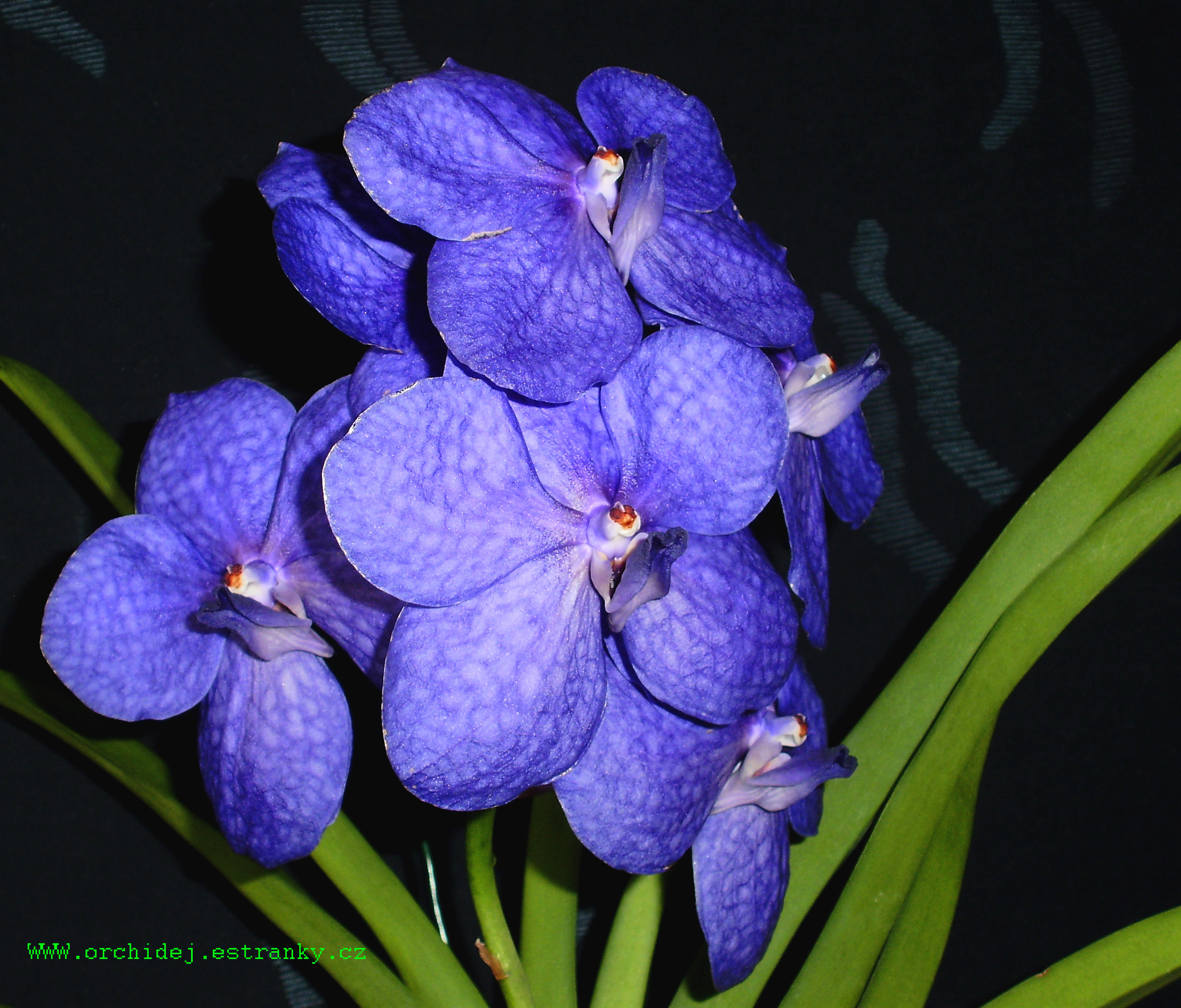 Vanda Blue Magic 3.jpg