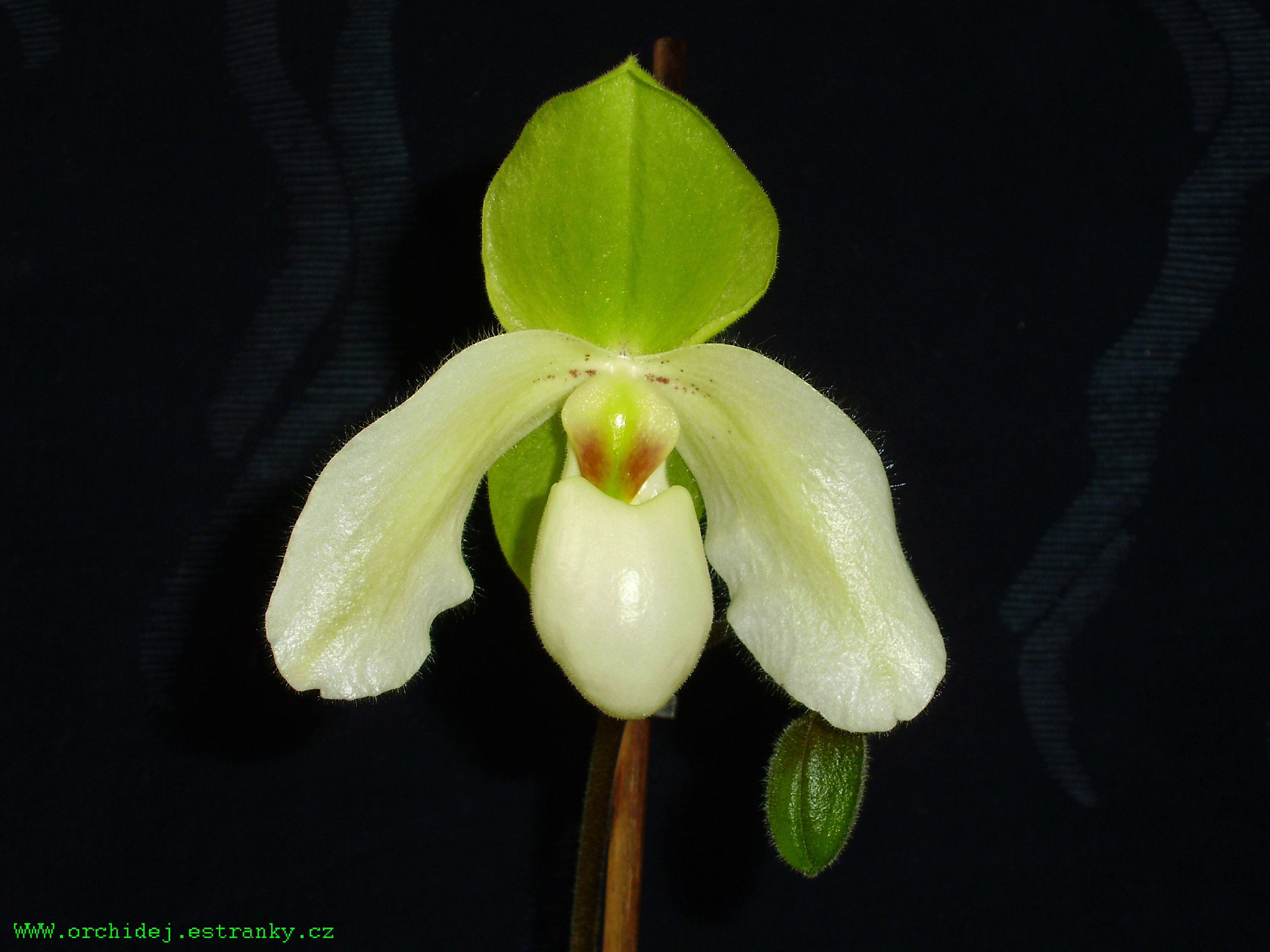 Paphiopedilum 2