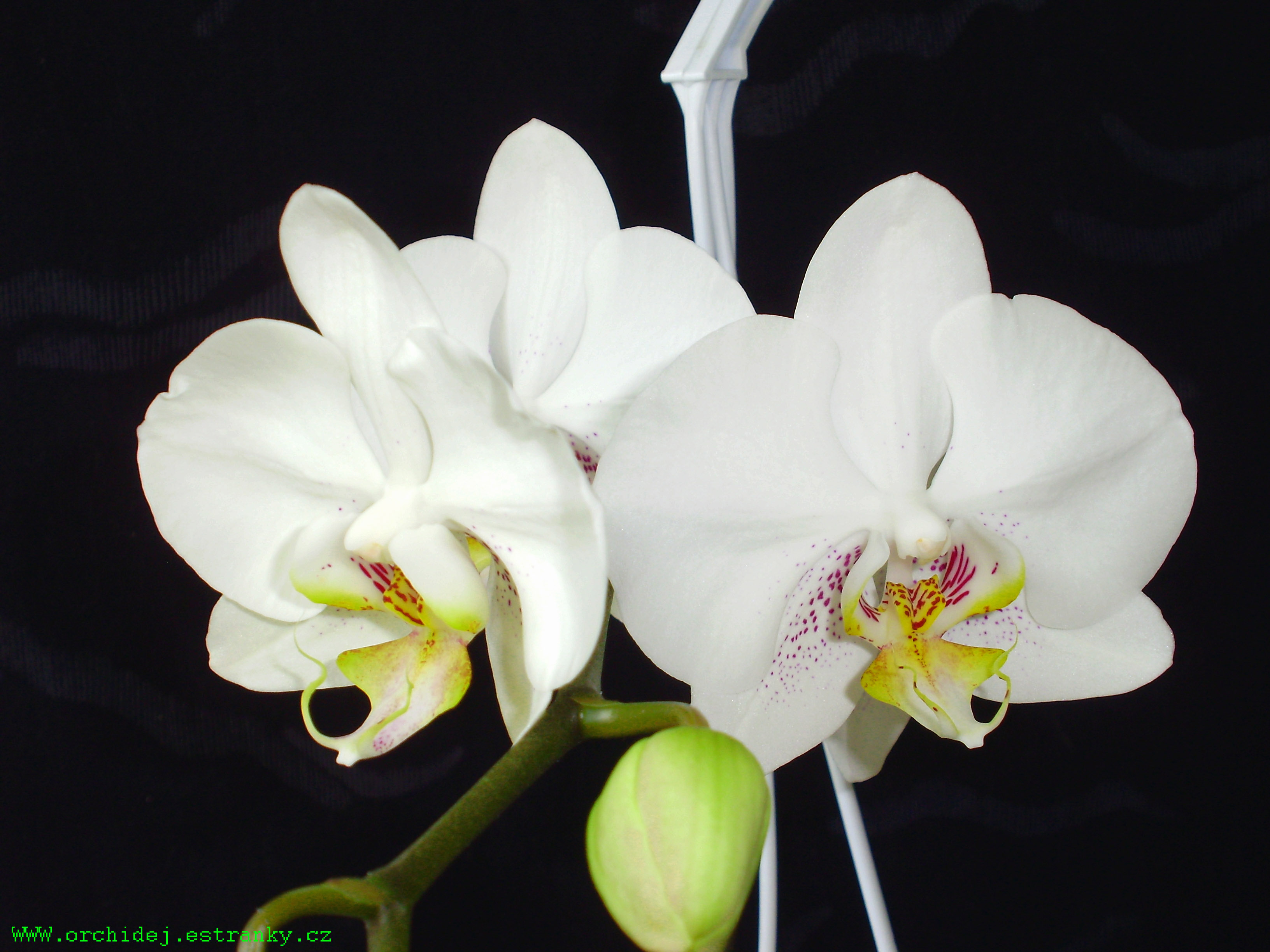 Phal.7.jpg