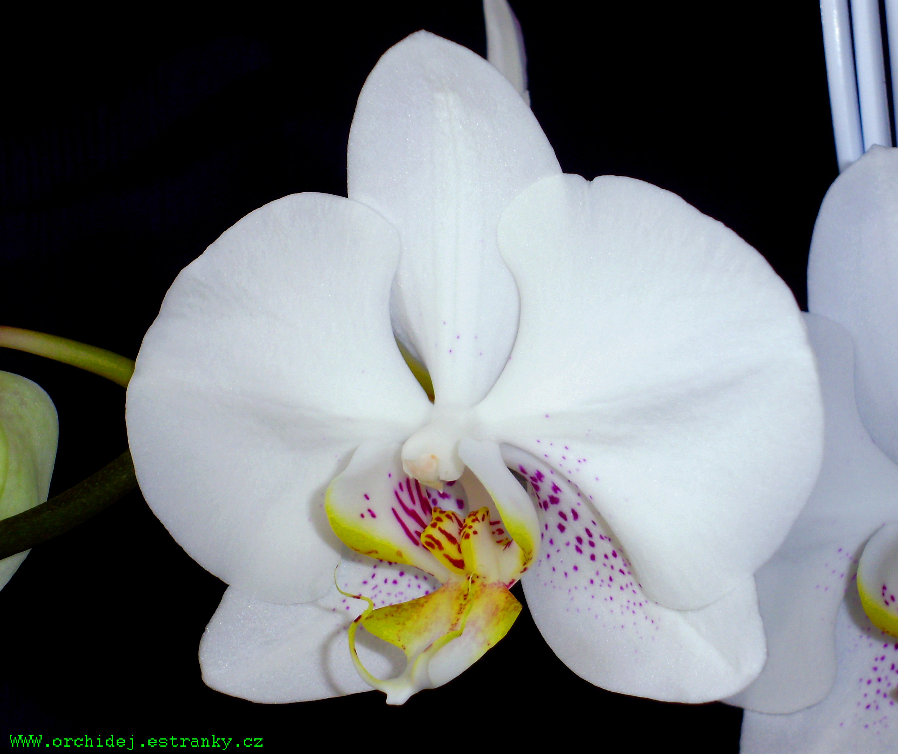 Phal.8.jpg