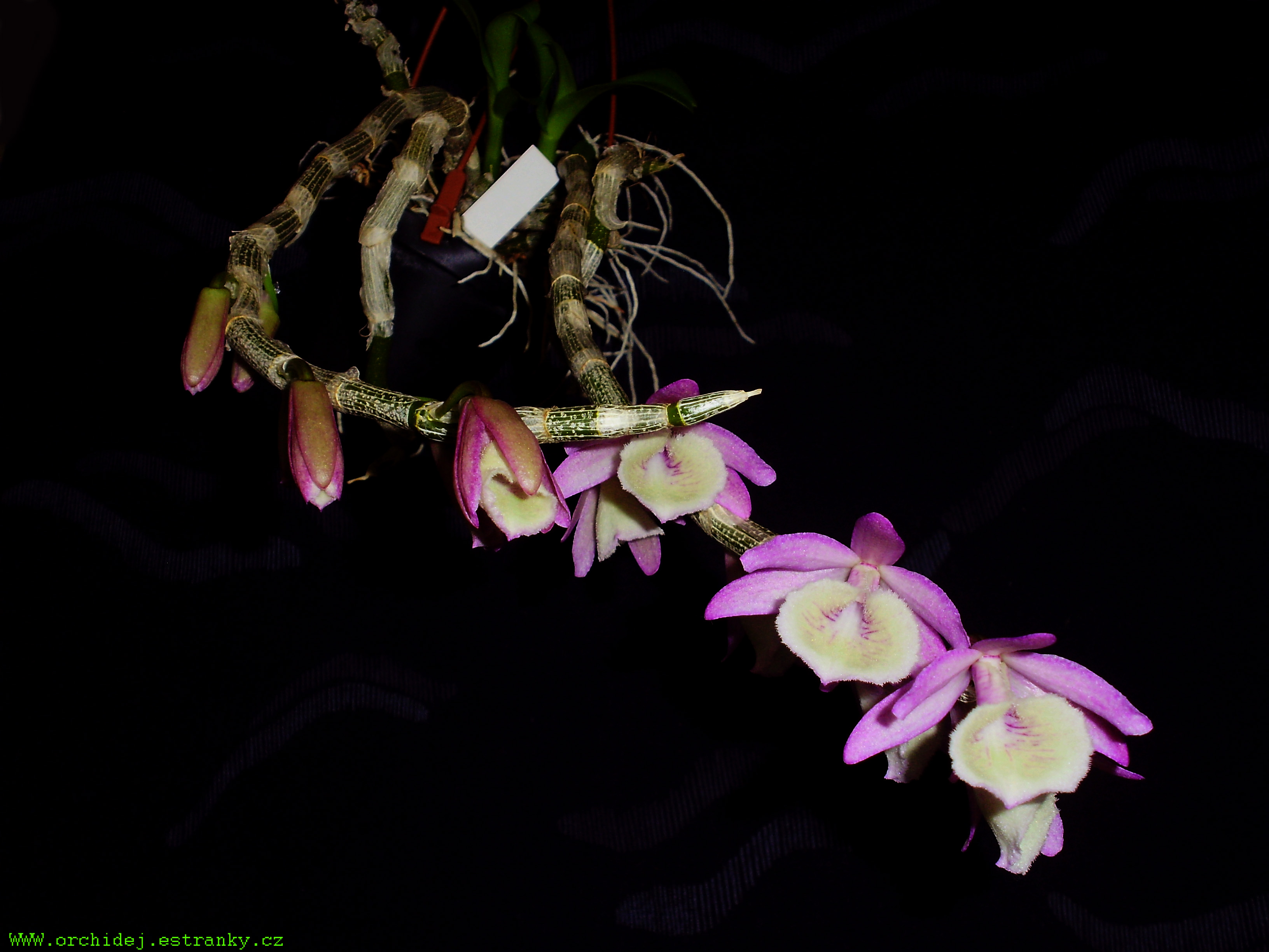 D.Primulinum