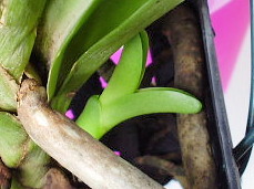 Vanda keiki.jpg