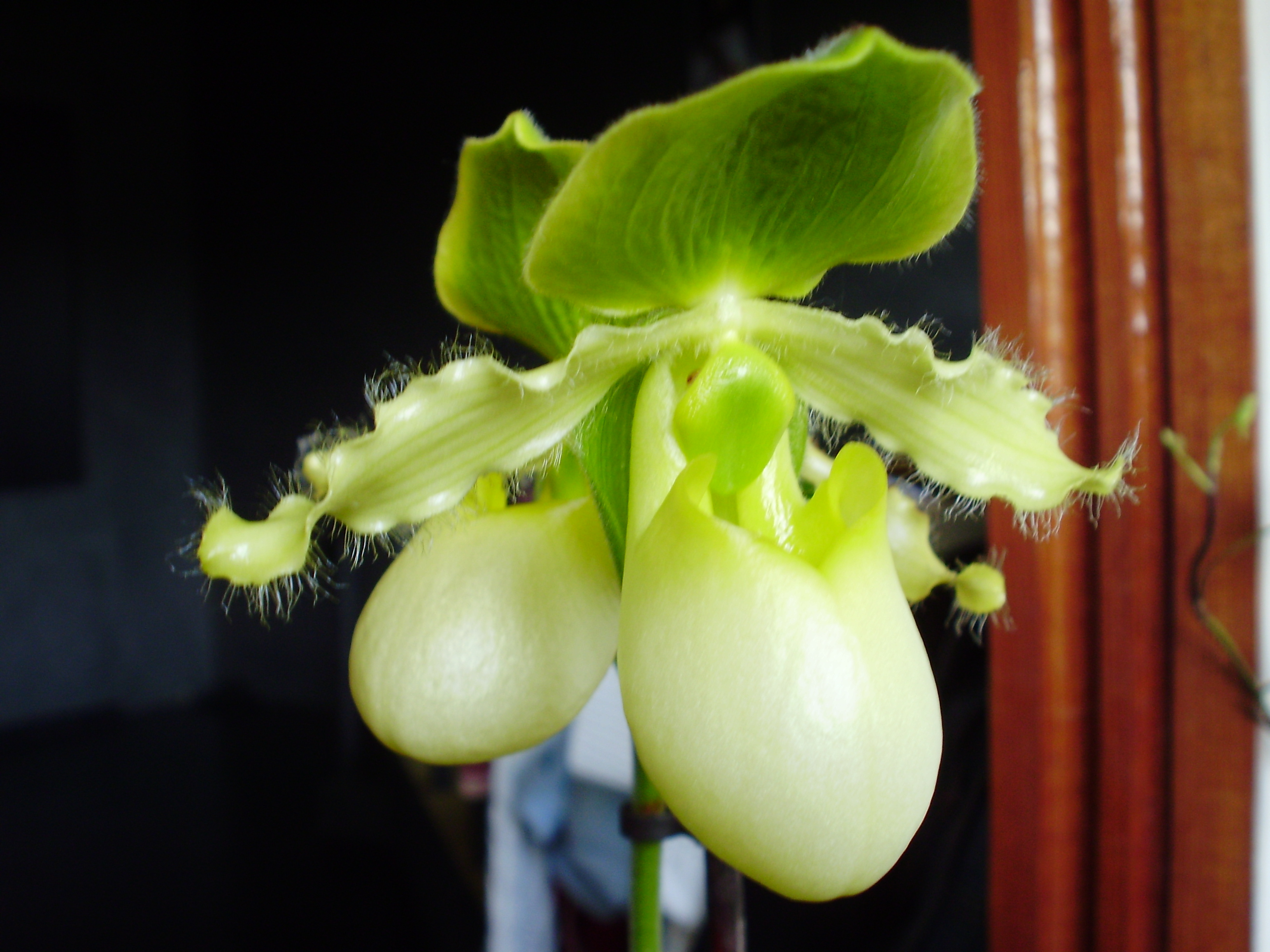 Paphiopedilum 1