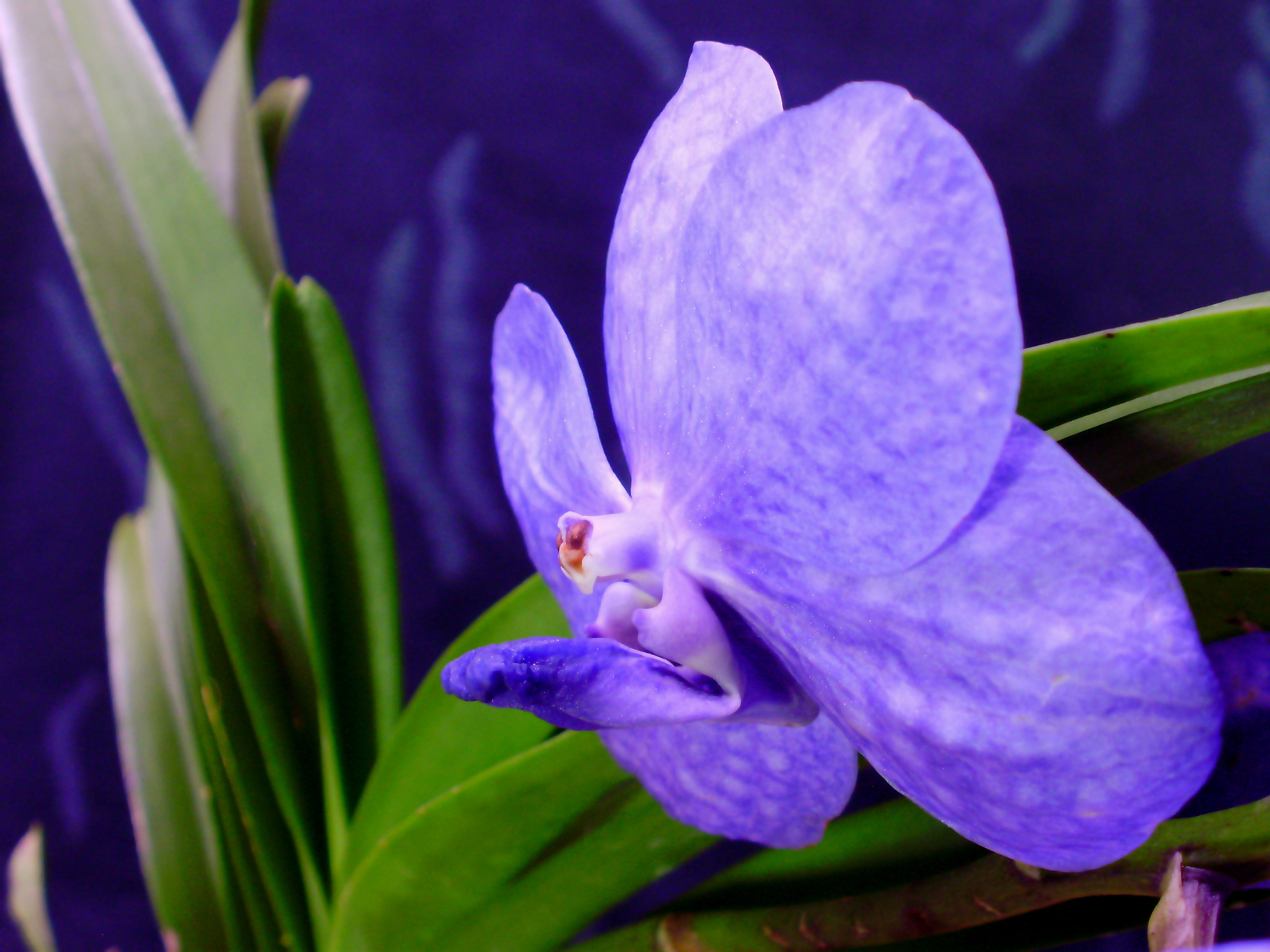 Vanda Blue Magic.JPG