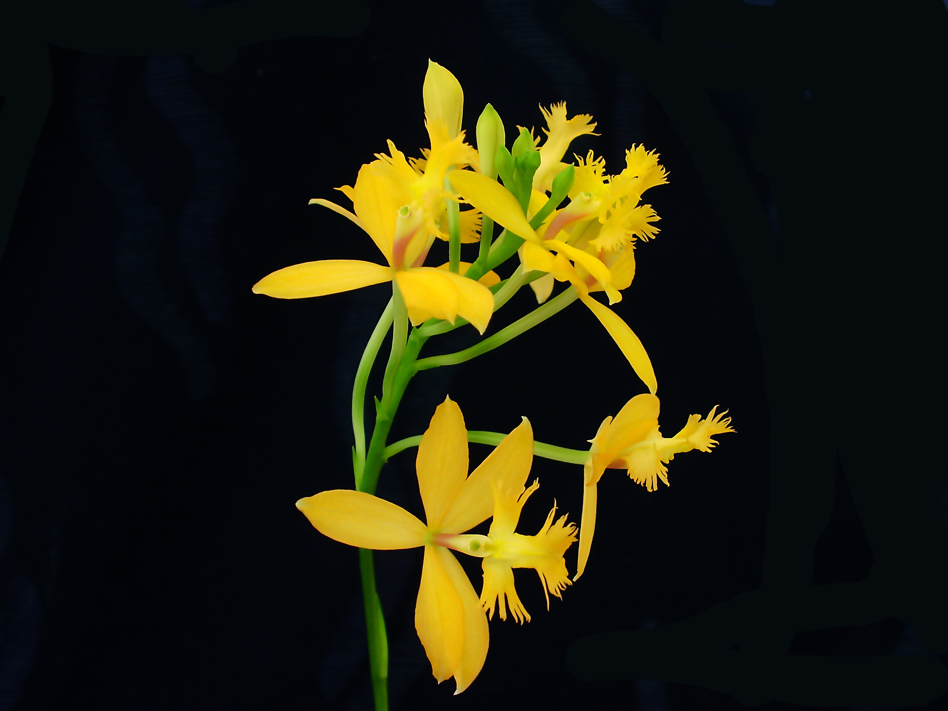 Epidendrum 2 jpg