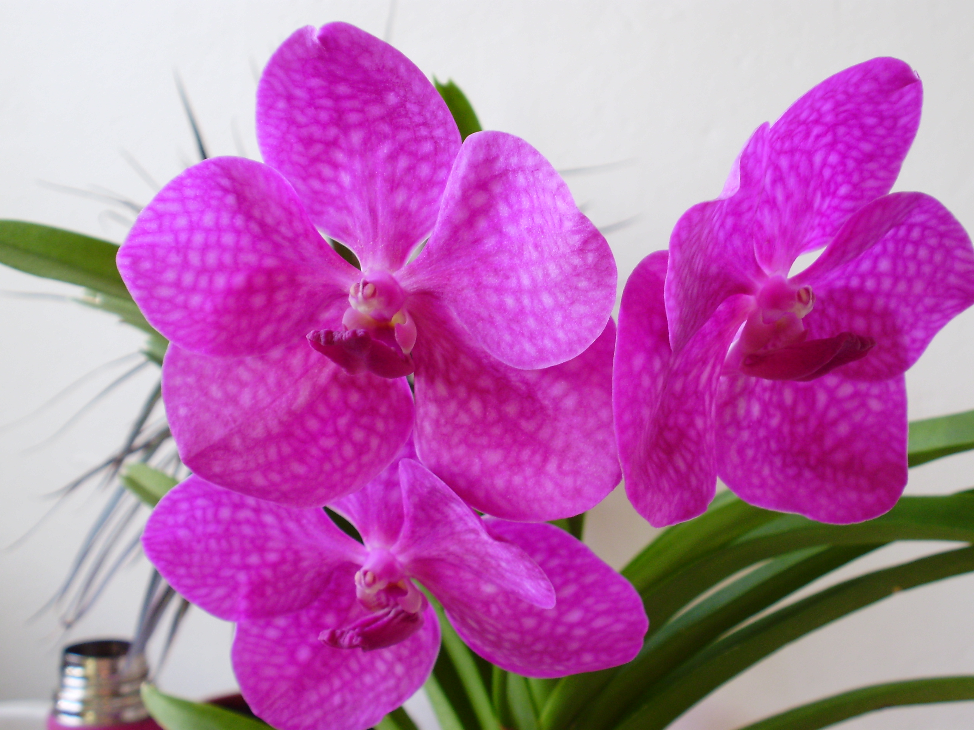 Vanda 4.JPG