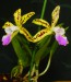 Cattleya aclandiae1.jpg