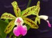Cattleya aclandiae 5.jpg