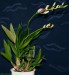 Dendrobium phalaenopsis.jpg