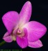 Dendrobium phalaenopsis 3.jpg