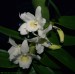 Dendrobium Nobile.jpg
