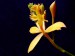 Epidendrum 1 jpg