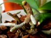 Kořen Phalaenopsis.jpg