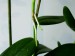 Kořen Epidendrum keiki.jpg
