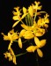Epidendrum 3 jpg